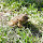 Amphibians of Saint George´s School