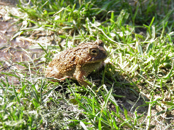 Spotting Image 1