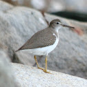 Spotted Sandpiper