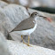 Spotted Sandpiper