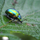 Golden Leaf Beetle
