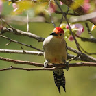 Red-Bellied Woodpecker