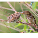 Sparrow