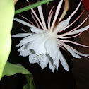 Night Blooming Cereus