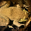 American Bullfrog