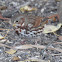 Fox Sparrow
