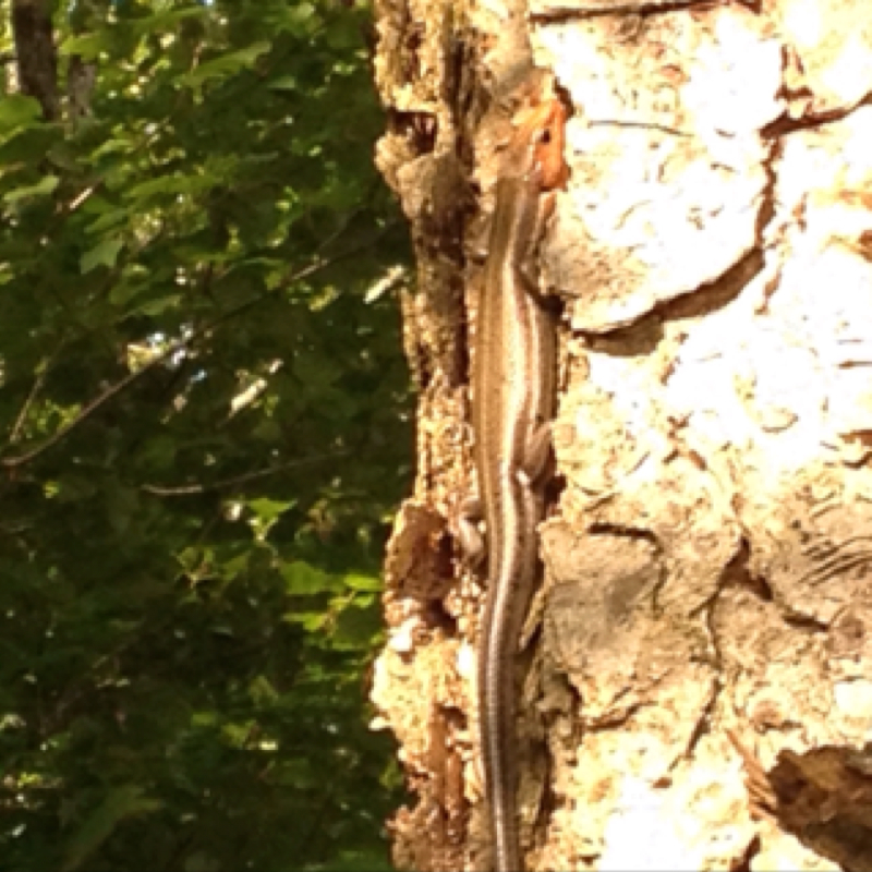 Five-lined Skink, adult male