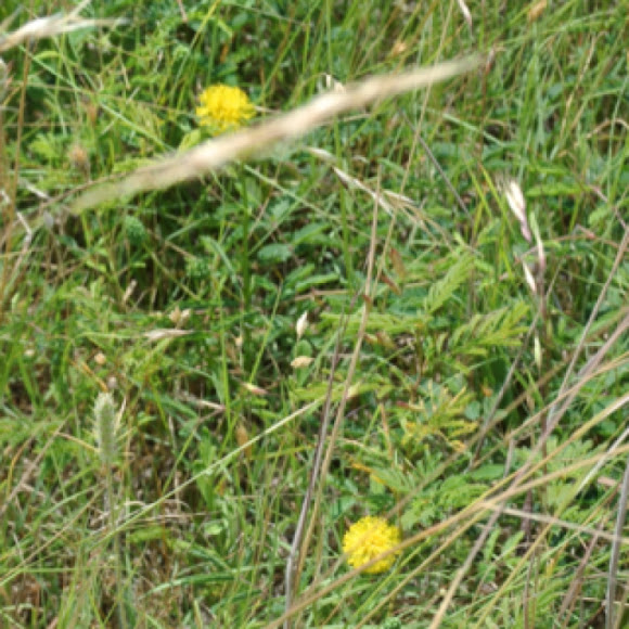 Spotting Image 1