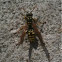 Yellow jacket