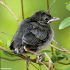 Gray catbird, fledgling