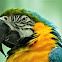 Macaw