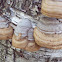 Hoof fungus