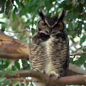 Great horned Owl
