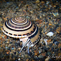 Clear Sundial Snail, Perspective Sundial Snail