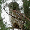 Barred Owl