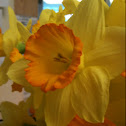 Daffodil