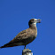 Juvenile Pacific Gull 