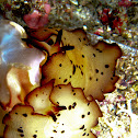 Pleurobranch