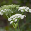 Cow Parsnip