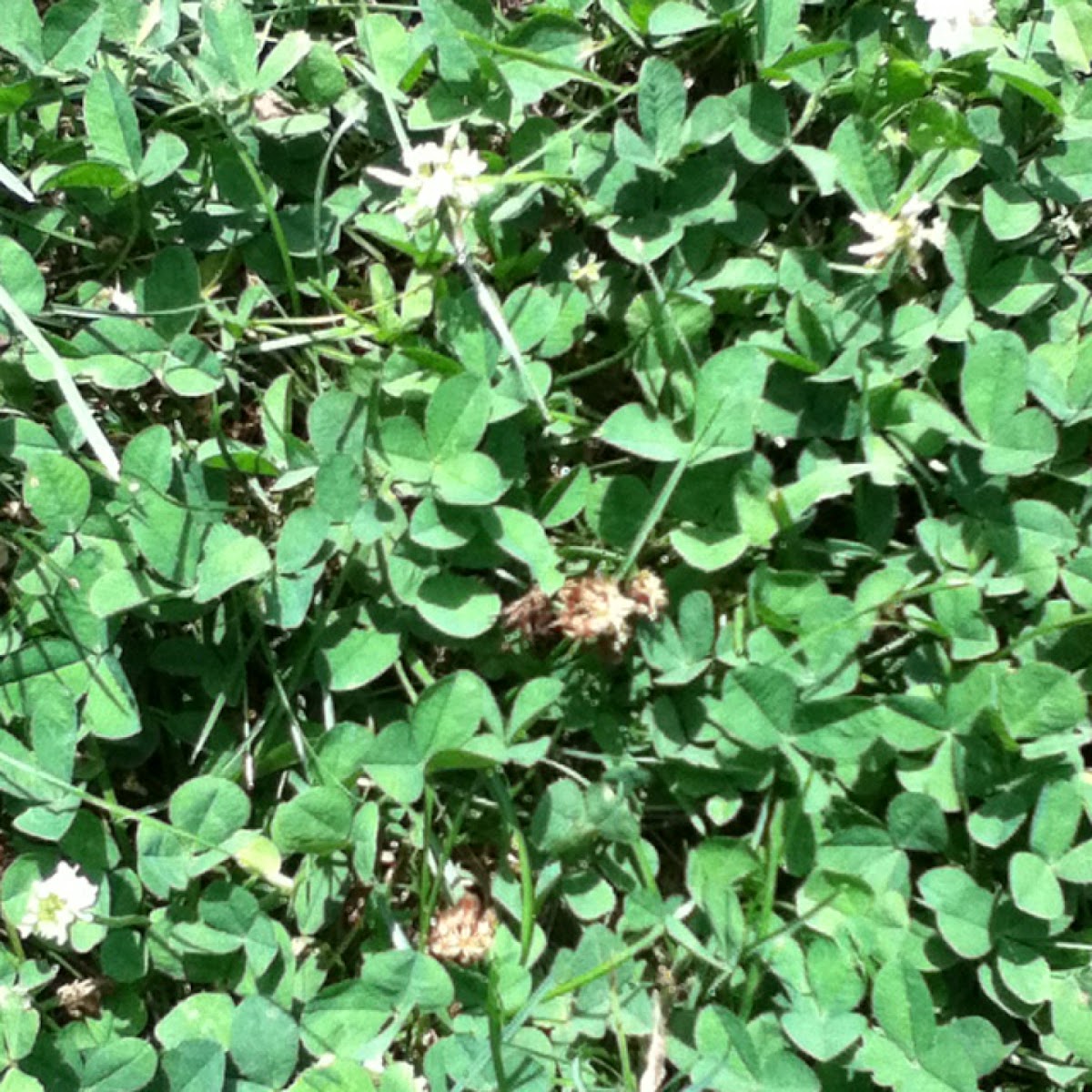 White Clovers