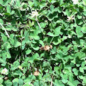 White Clovers