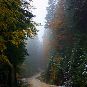 by Elena Cosma - Landscapes Forests