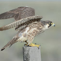 Prairie Falcon
