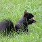 black squirrel