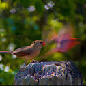 Northern Cardinal