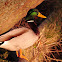Male Mallard