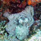 Common Octopus