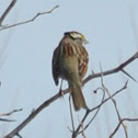 White-throated sparrow