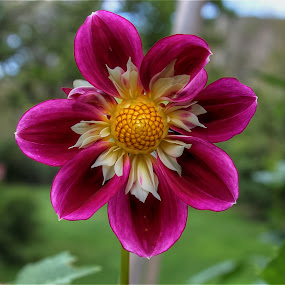 God's Creation, Nature Made 6 by Bruce Martin - Nature Up Close Flowers ( nature, flowers )