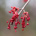Red maple seeds