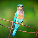 Indian Roller or Blue Jay