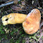 Chestnut bolete