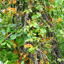Crossvine