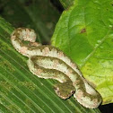 Eyelash Pit Viper