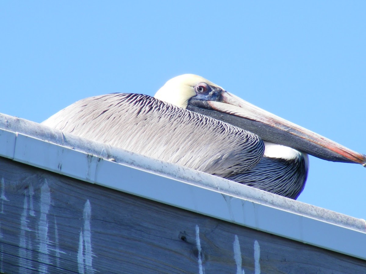 Brown Pelican