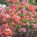 Bougainvillea (paper flower)