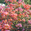 Bougainvillea (paper flower)