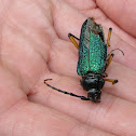 Beautiful Mesquite Borer