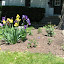 NormDeplume's Front door garden