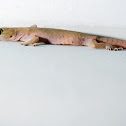 gecko