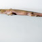 gecko