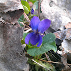 Blue Violet