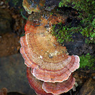 Turkey Tail