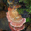 Turkey Tail