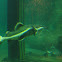 Redtail Catfish