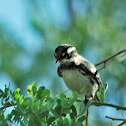 Black Throated Gray Warbler